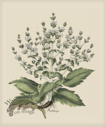 Besler 240 Colored  B2